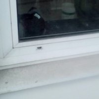Fensterreinigung